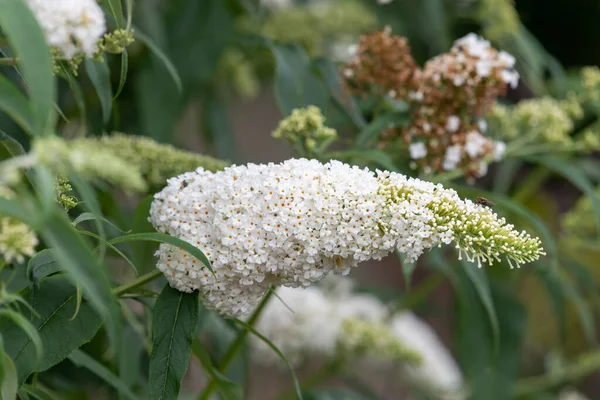 Kelebek çalılığındaki beyaz çiçekleri kapat (buddleja davidii)