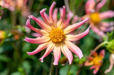 Çiçek açmış pembe bir yıldız çiçeğine yaklaş.