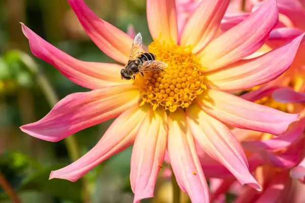 Close Uma Abelha Mel Polinizando Uma Flor Rosa Dahlia — Fotografia de Stock