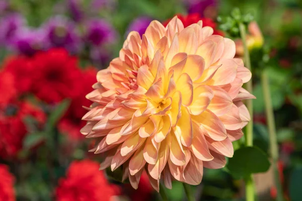 Close Uma Flor Rosa Dahlia Flor — Fotografia de Stock