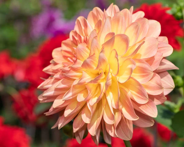 Close Uma Flor Rosa Dahlia Flor — Fotografia de Stock