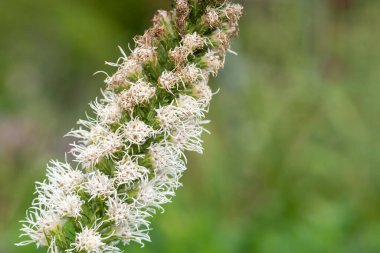 Beyaz, yoğun, parlak bir yıldıza (liatris spicata) çiçek açarken yaklaş