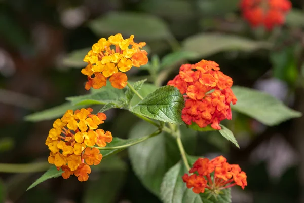 Nahaufnahme Von Blühenden Lantanablüten Lantana Camara — Stockfoto