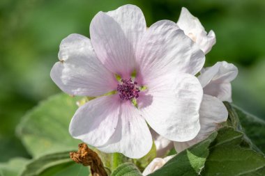 Çiçek açmış bir şekerleme (althaea officinalis) çiçeğine yaklaş