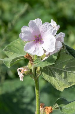 Çiçek açmış bir şekerleme (althaea officinalis) çiçeğine yaklaş