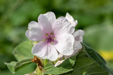 Çiçek açmış bir şekerleme (althaea officinalis) çiçeğine yaklaş
