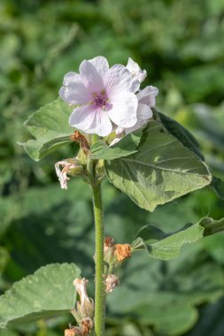 Çiçek açmış bir şekerleme (althaea officinalis) çiçeğine yaklaş
