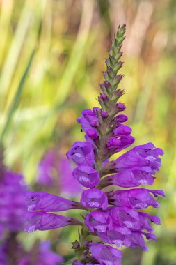 Çiçek açan sahte bir ejderha başlığına (physostegia virginiana) yakın plan