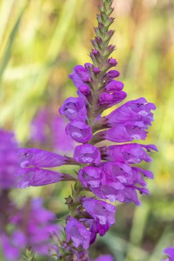 Çiçek açan sahte bir ejderha başlığına (physostegia virginiana) yakın plan