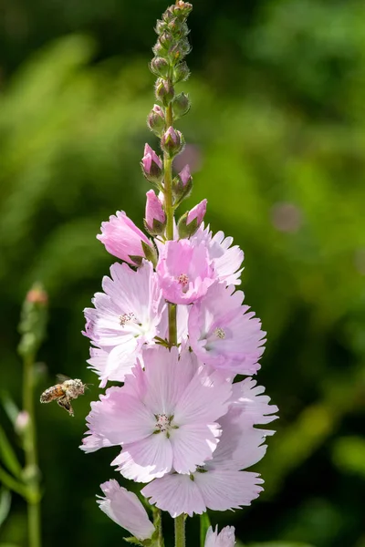 Close Louka Checker Mallow Sidalco Campestris Květiny — Stock fotografie