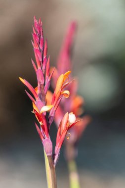 Çiçek açmış bir Hint çekimine (canna indica) yakın çekim
