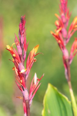Çiçekler açtığında Hindistan çekimine (canna indica) yaklaş