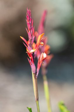 Çiçek açmış bir Hint çekimine (canna indica) yakın çekim