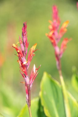 Çiçekler açtığında Hindistan çekimine (canna indica) yaklaş