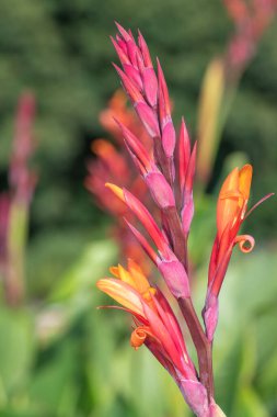 Çiçek açmış bir Hint çekimine (canna indica) yakın çekim