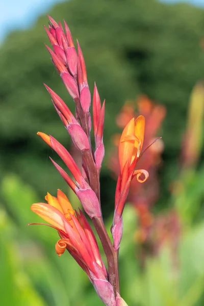 Çiçek Açmış Bir Hint Çekimine Canna Indica Yakın Çekim — Stok fotoğraf
