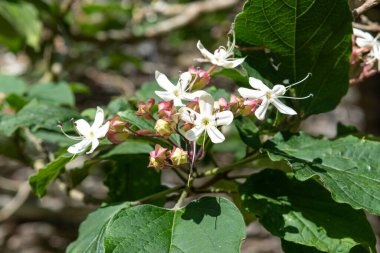 Tepedeki görkemli çardak (katip davulu infortunatum) çiçeklerinin açılışını kapat