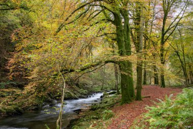 Sonbaharda Exmoor Ulusal Parkı 'ndaki Watersmeet' te, ormanın içinden akan Doğu Lyn Nehri 'nin uzun pozu