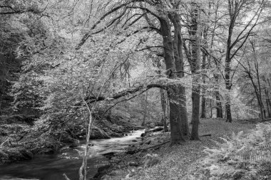 Sonbaharda Exmoor Ulusal Parkı 'ndaki Watersmeet' te, ormanın içinden akan Doğu Lyn Nehri 'nin uzun pozu