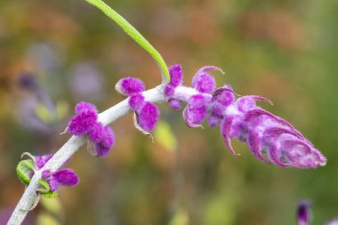 Meksika çalı adaçayı (salvia leucantha) çiçeği.