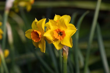 Çiçekler açtığında nergis (narcissus) çiçeklerini kapat