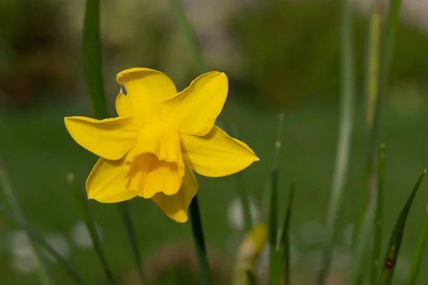 Avvicinamento Dei Narcisi Fiore — Foto Stock