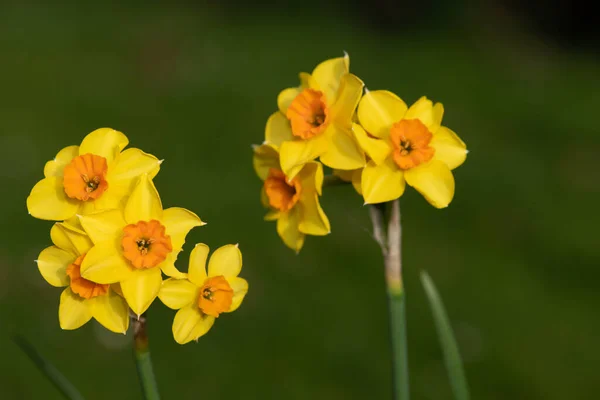 Çiçekler Açtığında Nergis Narcissus Çiçeklerini Kapat — Stok fotoğraf