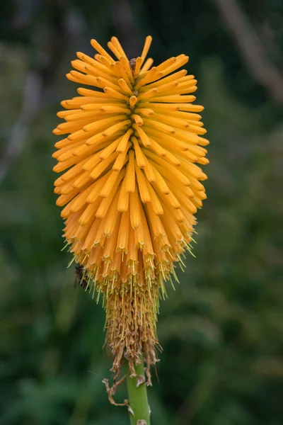 Крупним Планом Квітка Лілії Факела Цвітіння — стокове фото