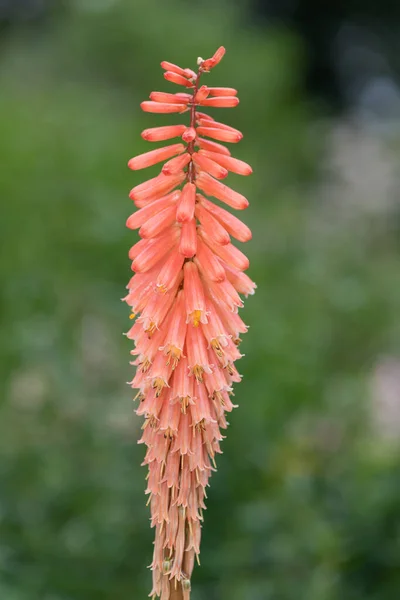 Gros Plan Une Torche Fleurs Lis Fleurs — Photo