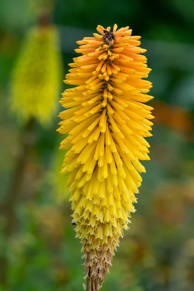 Närbild Fackla Lilja Blommor Blom — Stockfoto