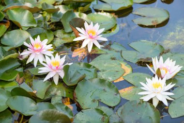 Çiçek açmış nilüferlerin olduğu yerde.