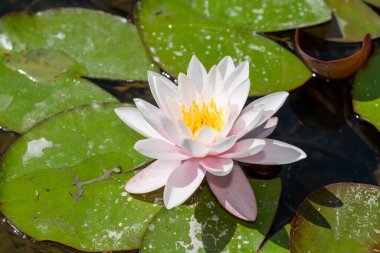 Çiçek açmış bir nilüfer çiçeğine yaklaş