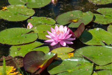 Çiçek açmış pembe bir su çiçeğine yaklaş
