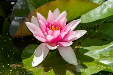 Çiçek açmış pembe bir su çiçeğine yaklaş