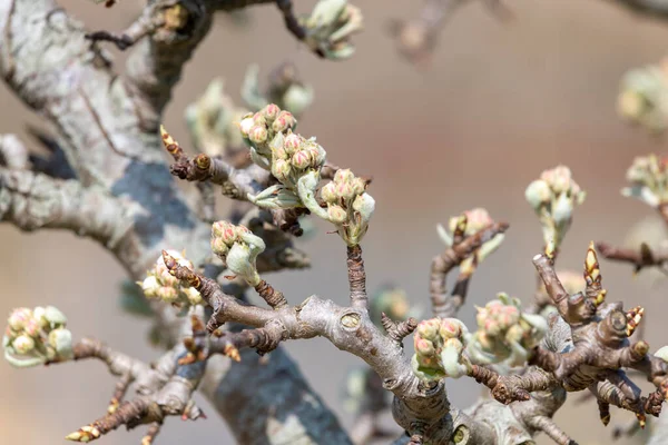 芽の成長段階で梨の木の芽の終わり — ストック写真