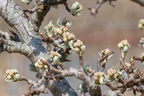 Primer Plano Los Brotes Peral Etapa Crecimiento Budburst —  Fotos de Stock