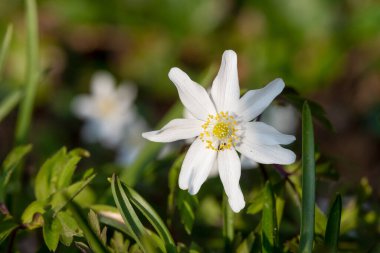 Çiçek açmış bir odun şakayığının (nemorosa) yakınında