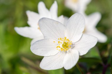 Ağaç şakayığının (şakayık nemorosa) çiçekleri çiçek açarken kapat