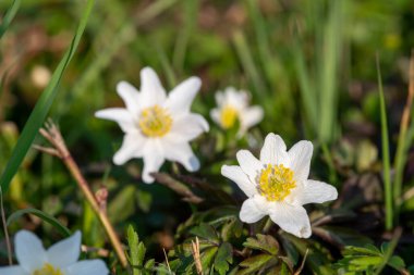 Ağaç şakayığının (şakayık nemorosa) çiçekleri çiçek açarken kapat