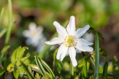 Çiçek açmış bir odun şakayığının (nemorosa) yakınında