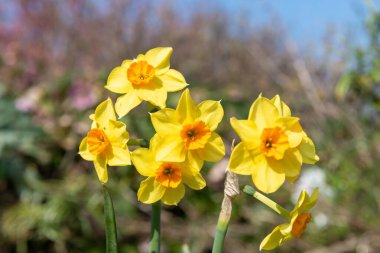 Çiçekler açtığında nergis (narcissus) çiçeklerini kapat