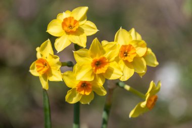 Çiçekler açtığında nergis (narcissus) çiçeklerini kapat