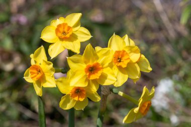 Çiçekler açtığında nergis (narcissus) çiçeklerini kapat