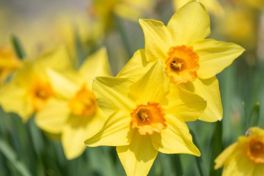 Çiçekler açtığında nergis (narcissus) çiçeklerini kapat