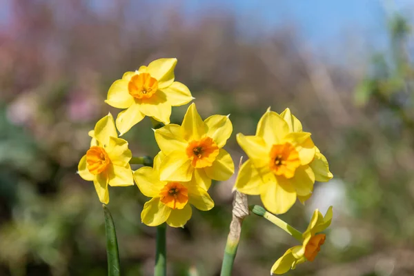 Крупним Планом Квіти Нарцисів Нарцисів Цвітуть — стокове фото