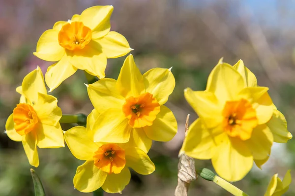 Çiçekler Açtığında Nergis Narcissus Çiçeklerini Kapat — Stok fotoğraf