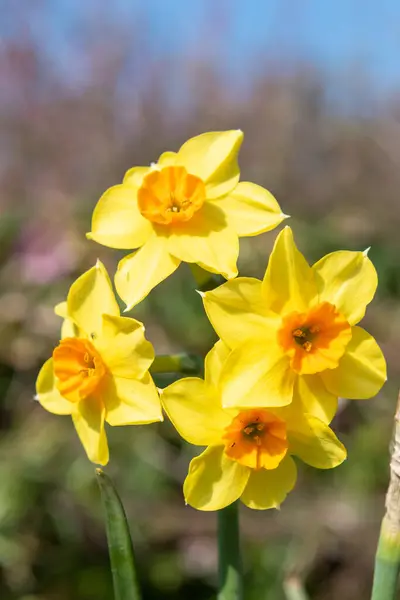 Gros Plan Des Fleurs Jonquille Narcisse Fleurs — Photo