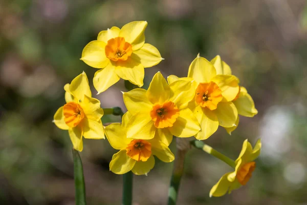 Gros Plan Des Fleurs Jonquille Narcisse Fleurs — Photo