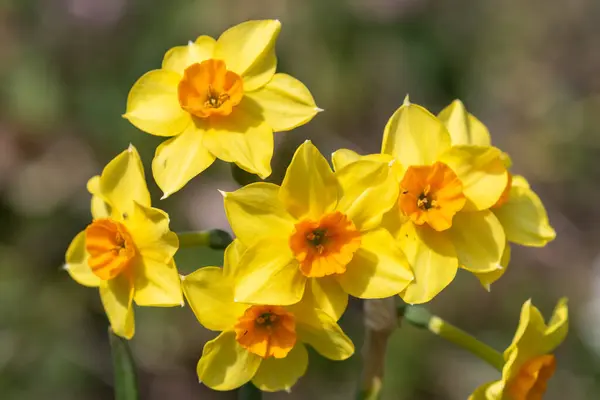 Çiçekler Açtığında Nergis Narcissus Çiçeklerini Kapat — Stok fotoğraf