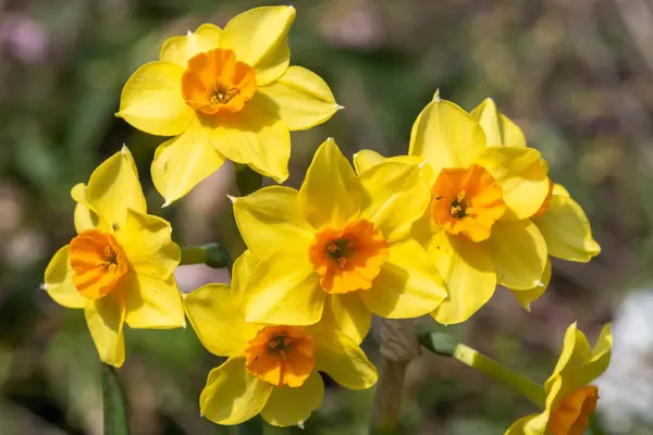 Çiçekler Açtığında Nergis Narcissus Çiçeklerini Kapat — Stok fotoğraf